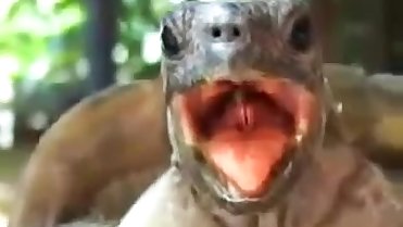 the best porn you will ever see